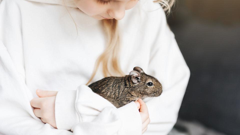 Best exotic pets - Degu