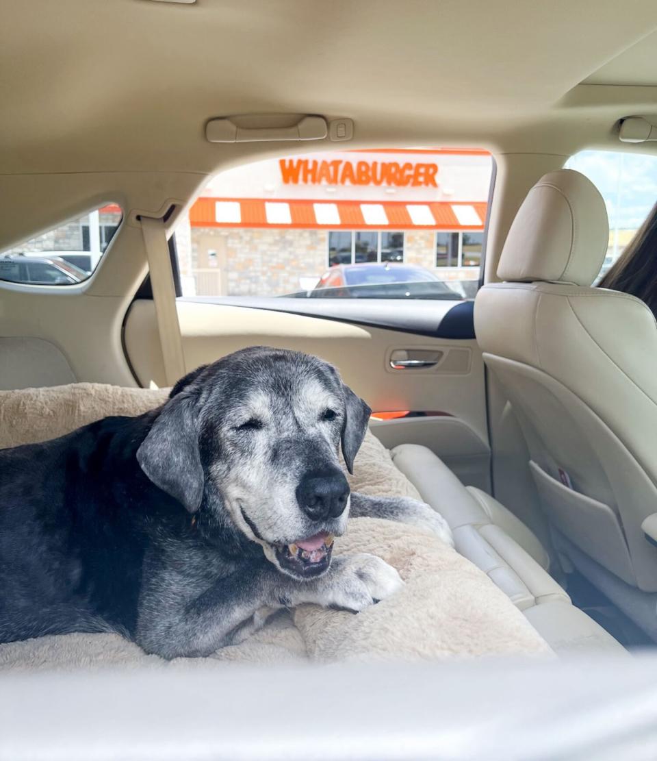 Best friends helping senior foster dog complete bucket list