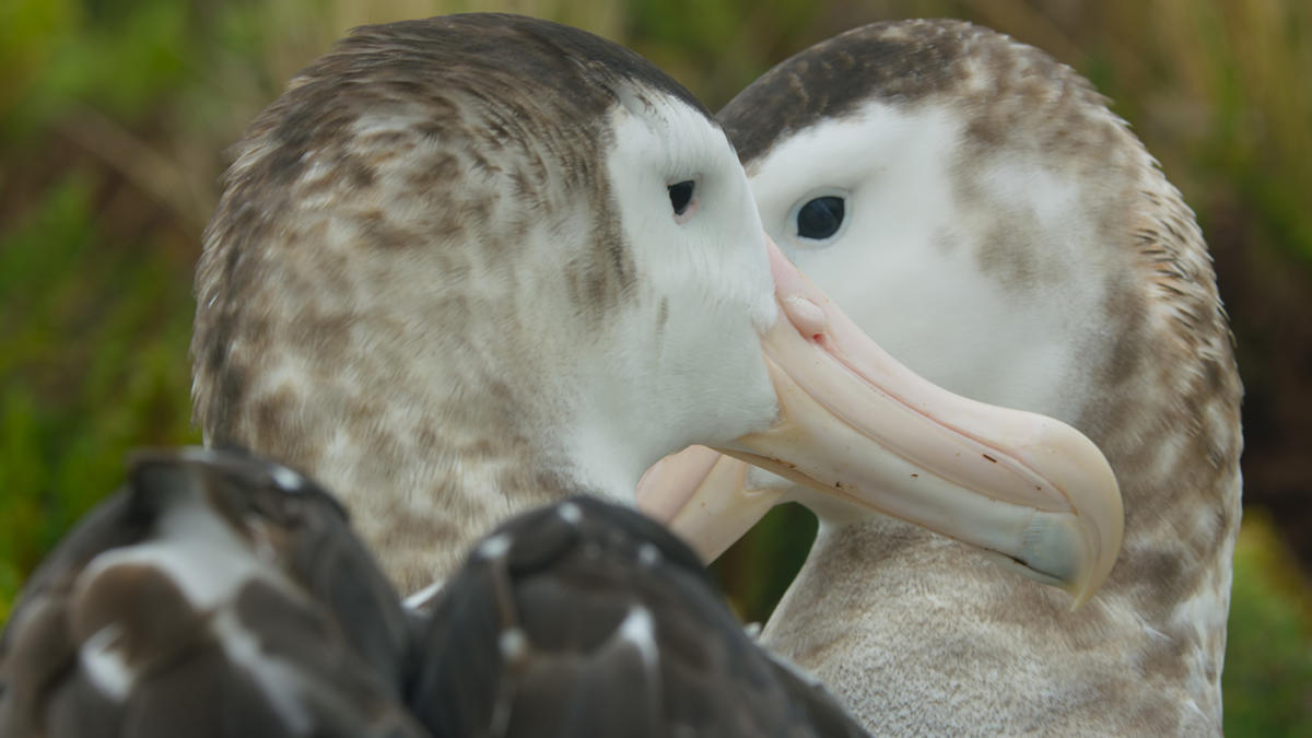Frozen Planet Viewers Emotional Over Same Sex Albatross Romance