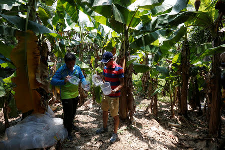 Researchers release male mosquitos on Shazai Island which has a field studio of Sun Yat-Sen University-Michigan State University Joint Center of Vector Control for Tropical Disease, the world’s largest "mosquito factory" which breeds millions of bacteria-infected mosquitoes, in the fight against the spread of viruses such as dengue and Zika, in Guangzhou, China July 28, 2016. Picture taken July 28, 2016. REUTERS/Bobby Yip