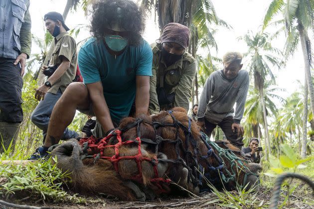 <p>Remise en liberté de l'orang-outan Jala dans la forêt de Tanagupa, à Bornéo. </p>