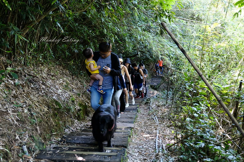 嘉義阿里山｜二延平步道