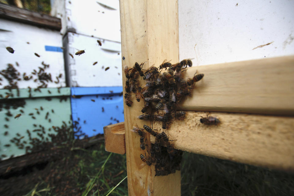 Honey bees gather outside their hives near Iola, Wis., on Wednesday, Sept. 23, 2020. The hives belong to beekeepers James Cook and Samantha Jones. The couple has worked with bees for several years but started their own business this year — and proceeded with plans even after the coronavirus pandemic hit. (AP Photo/Carrie Antlfinger)