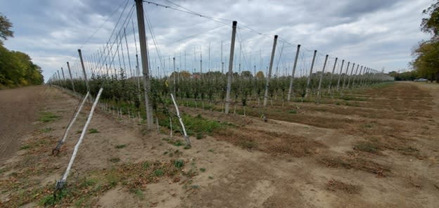 Apple grove irrigation