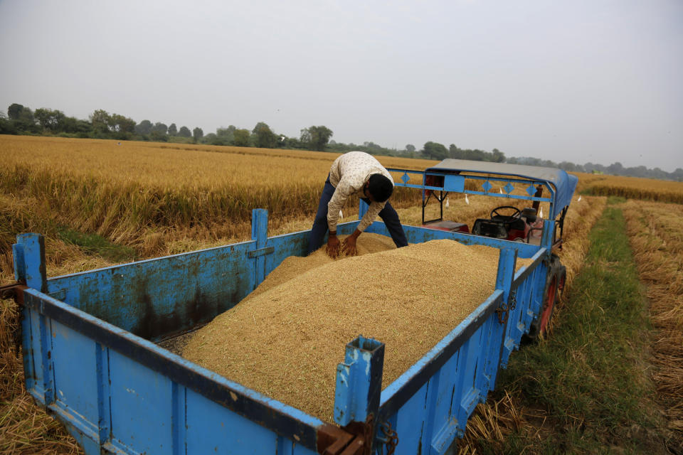 A man arranges harvested paddy on a tractor trolley in a field on the outskirts of Ahmedabad, India, Friday, Nov. 19, 2021. In a surprise announcement, India's Prime Minister Narendra Modi said Friday his government will withdraw the controversial agriculture laws that prompted yearlong protests from tens of thousands of farmers and posed a significant political challenge to his administration. (AP Photo/Ajit Solanki)