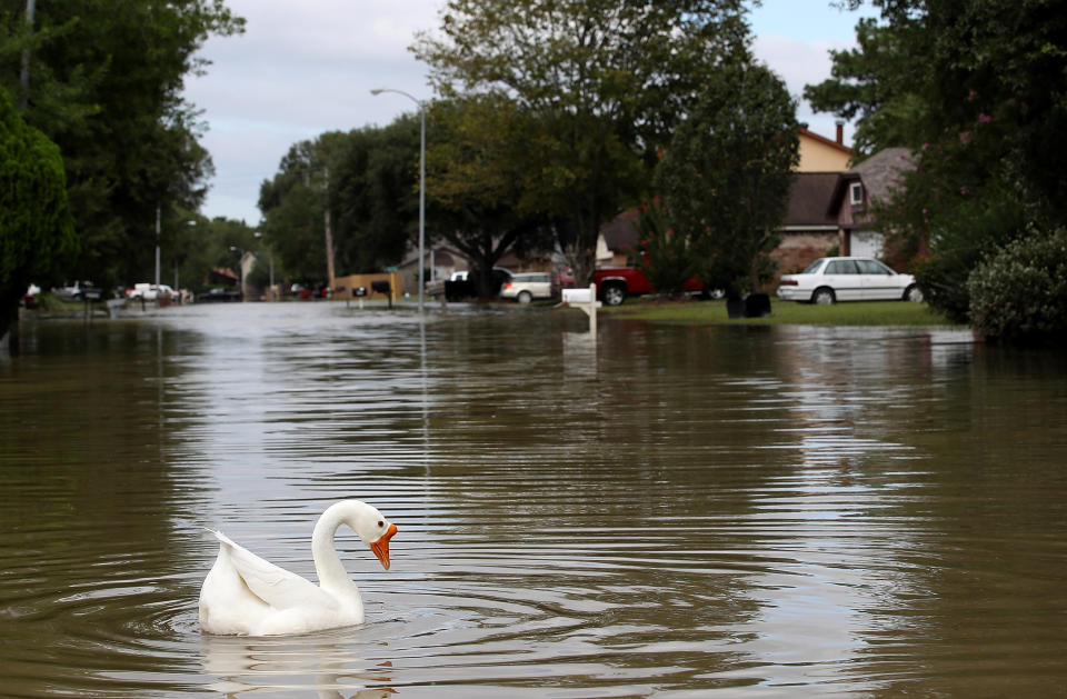 HOUSTON, TX - AUGUST 30:  Standing water continues to impact neighborhoods in north Houston as flood waters began to recede following Hurricane Harvey August 30, 2017 in Houston, Texas. The city of Houston is still experiencing severe flooding in some areas due to the accumulation of historic levels of rainfall, though the storm has moved to the north and east.  (Photo by Win McNamee/Getty Images)