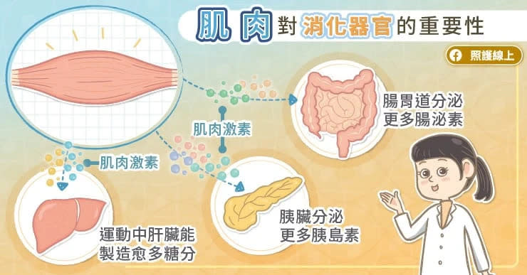 肌肉對腹內器官的重要性