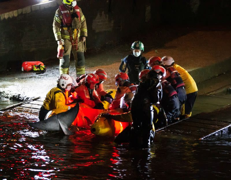 Rescue personnel work to save a small whale stranded in the River Thames in this picture obtained via social media, in London