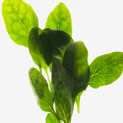Brain food: Sauteed spinach