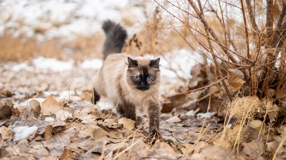 Ragdoll cat walking amongst autumn leaves