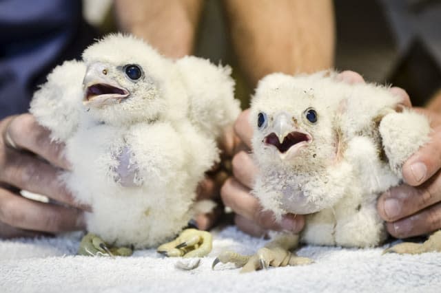 Peregrine falcon chicks