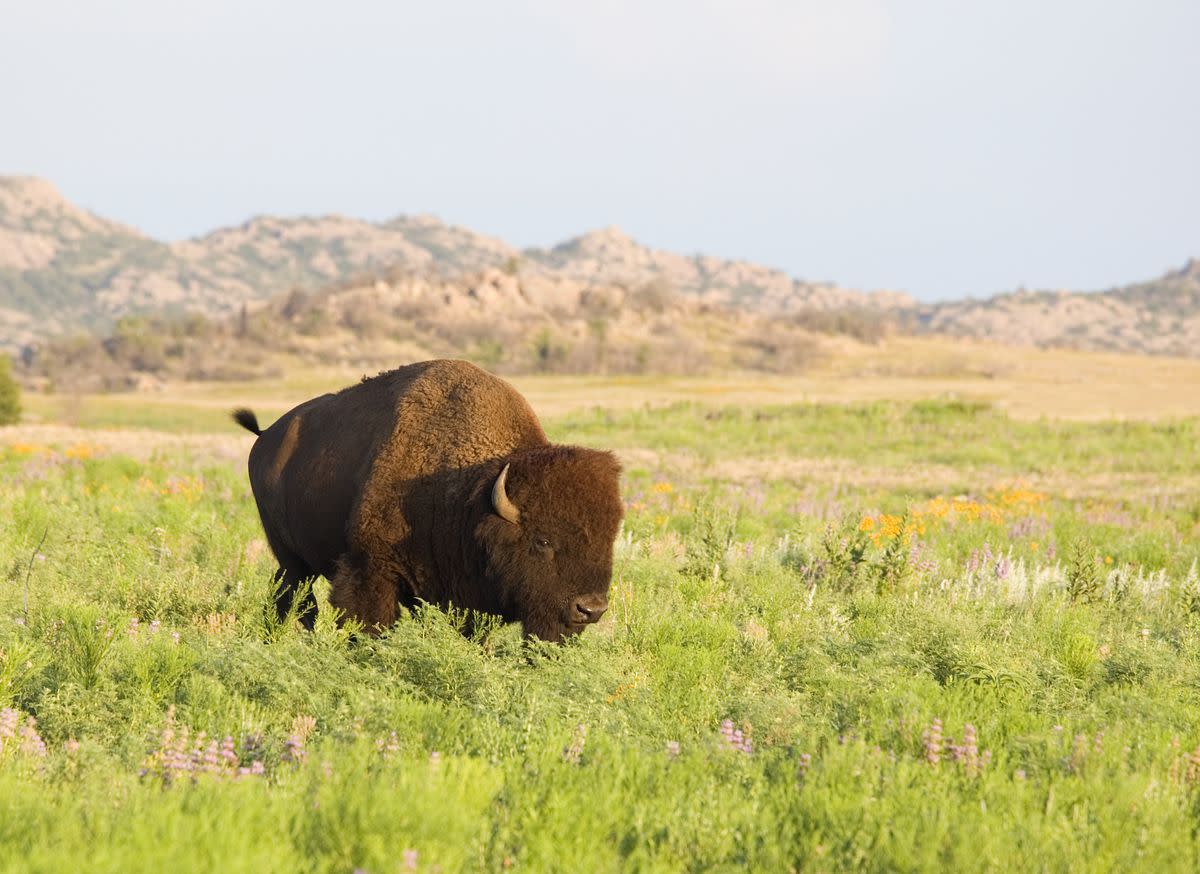 Wichita Mountains Wildlife Refuge