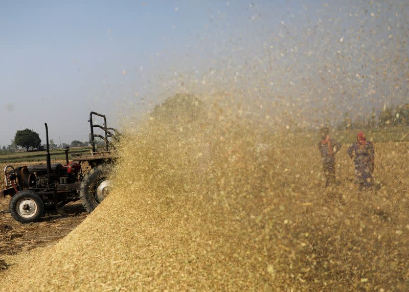 Farm labourers mulch rice paddy straws on a field in Gharaunda in the northern state of Haryana