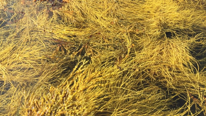 Maine's top court hears N.S. company's arguments in seaweed harvesting case