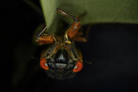 An adult cicada hangs upside down on a tulip tree leaf in Washington, Thursday, May 6, 2021. The cicadas of Brood X, trillions of red-eyed bugs singing loud sci-fi sounding songs, can seem downright creepy. Especially since they come out from underground only ever 17 years. (AP Photo/Carolyn Kaster)