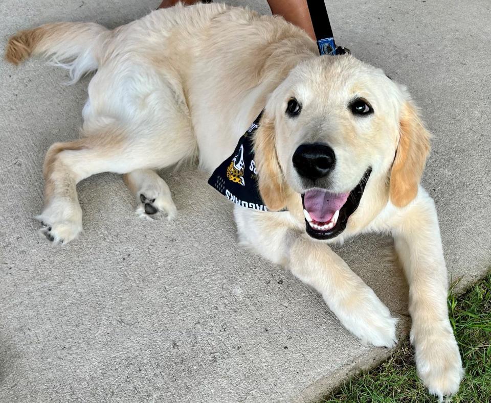 "Maurice Bones Drew," a K9s for Warriors companion dog, is sponsored by the Jaguars this season. He was a guest at training camp on Thursday.