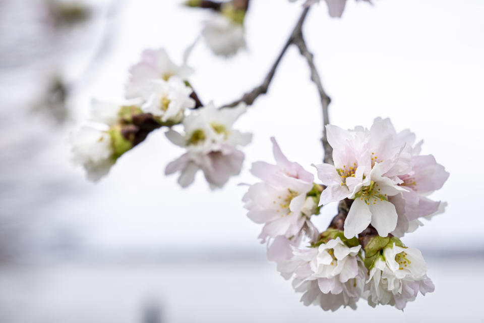 Cherry blossoms are visible along Hains Point in Washington, Monday, Feb. 27, 2023. (AP Photo/Andrew Harnik)