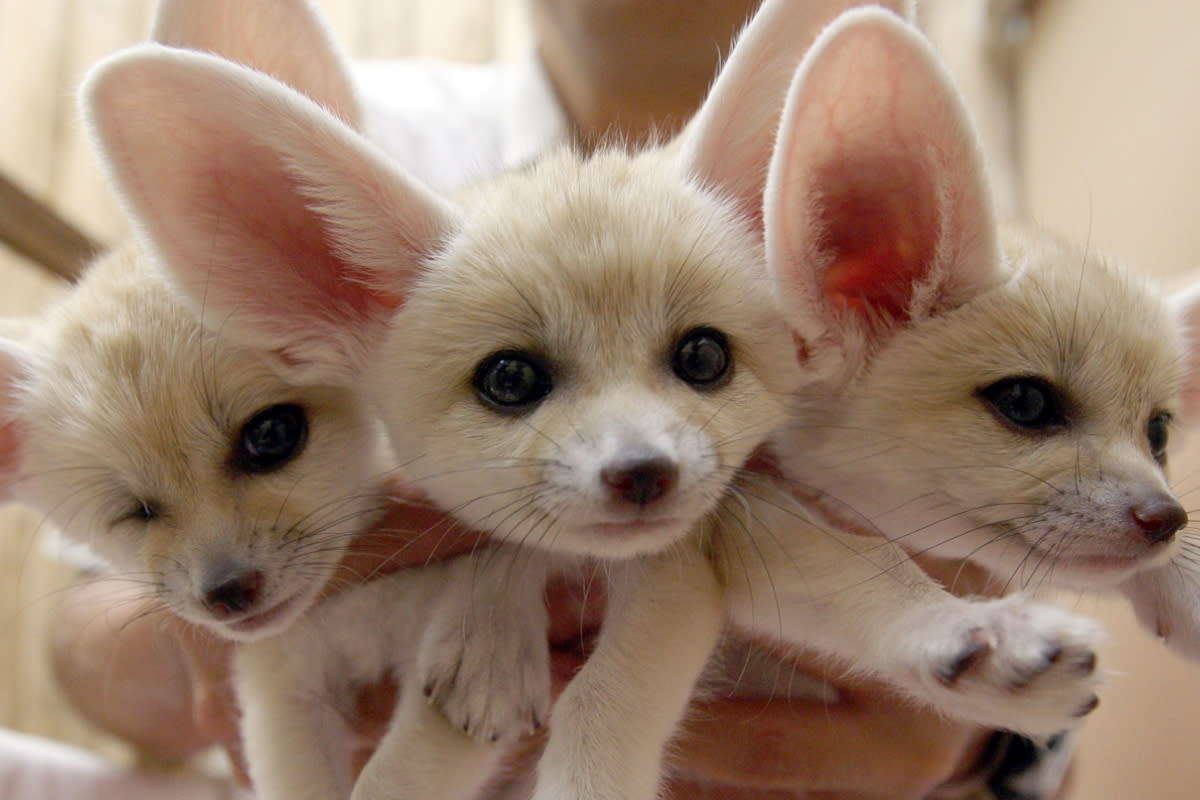 https://www.gettyimages.co.uk/detail/news-photo/baby-fennecs-are-seen-at-sunshine-international-aquarium-on-news-photo/88652123?adppopup=true