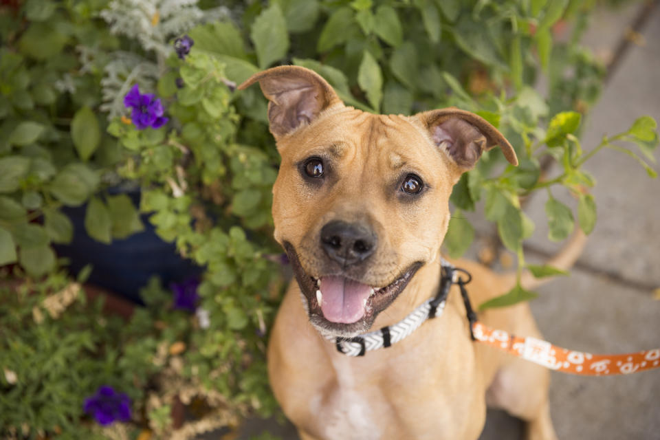 Jazmin is a fun and upbeat girl, who is a real sweetheart. She loves to walk, play and snuggle.    Jazmin would love to find a home where she can be the only dog. She's available for adoption through <a href="http://utah.bestfriends.org/adopt" target="_blank">Best Friends Animal Society in Salt Lake City</a>.   