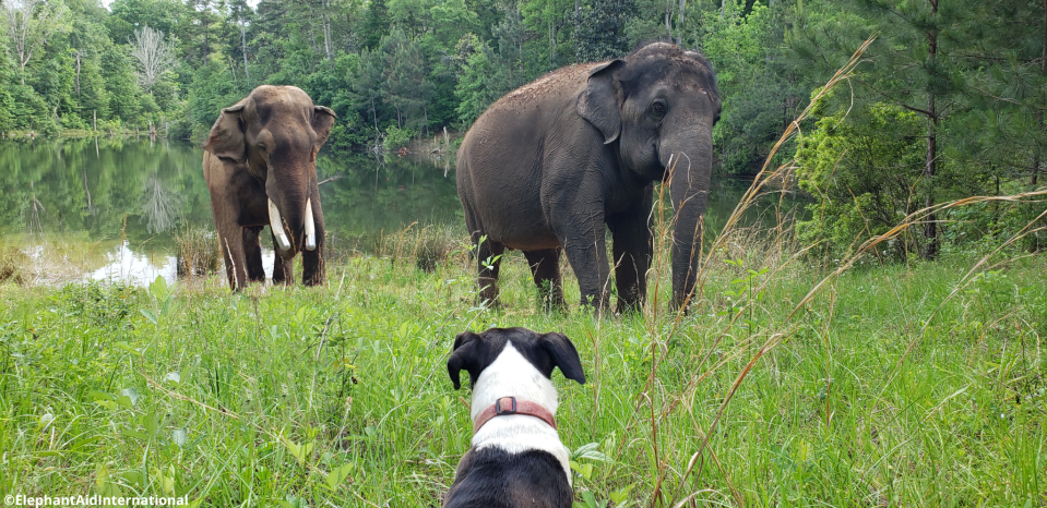 Asian elephants Bo and Tarra, along with their friend Mala, gained 750 more acres to explore at Elephant Refuge North America in South Georgia.