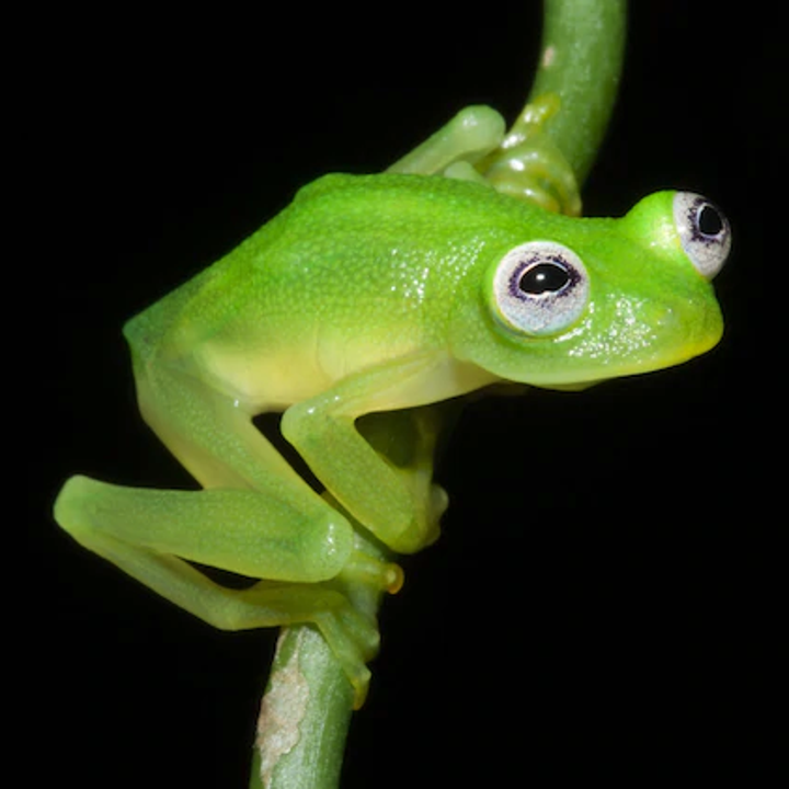 A frog with the same coloring and protruding eyes as Kermit