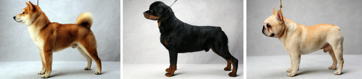 Desde la izquierda, un shiba inu, un rottweiler y un bulldog francés en la exposición del Westminster Kennel Club en Nueva York en febrero de 2013. (Fred R. Conrad/The New York Times)