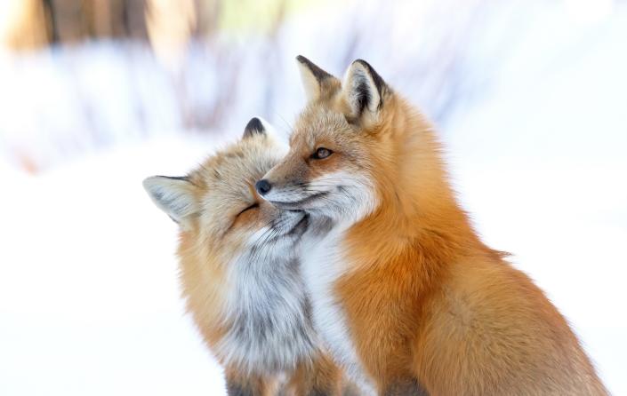 On a chilly day in North Shore on Prince Edward Island, Canada, a pair of red foxes, greet one another with an intimate nuzzle.