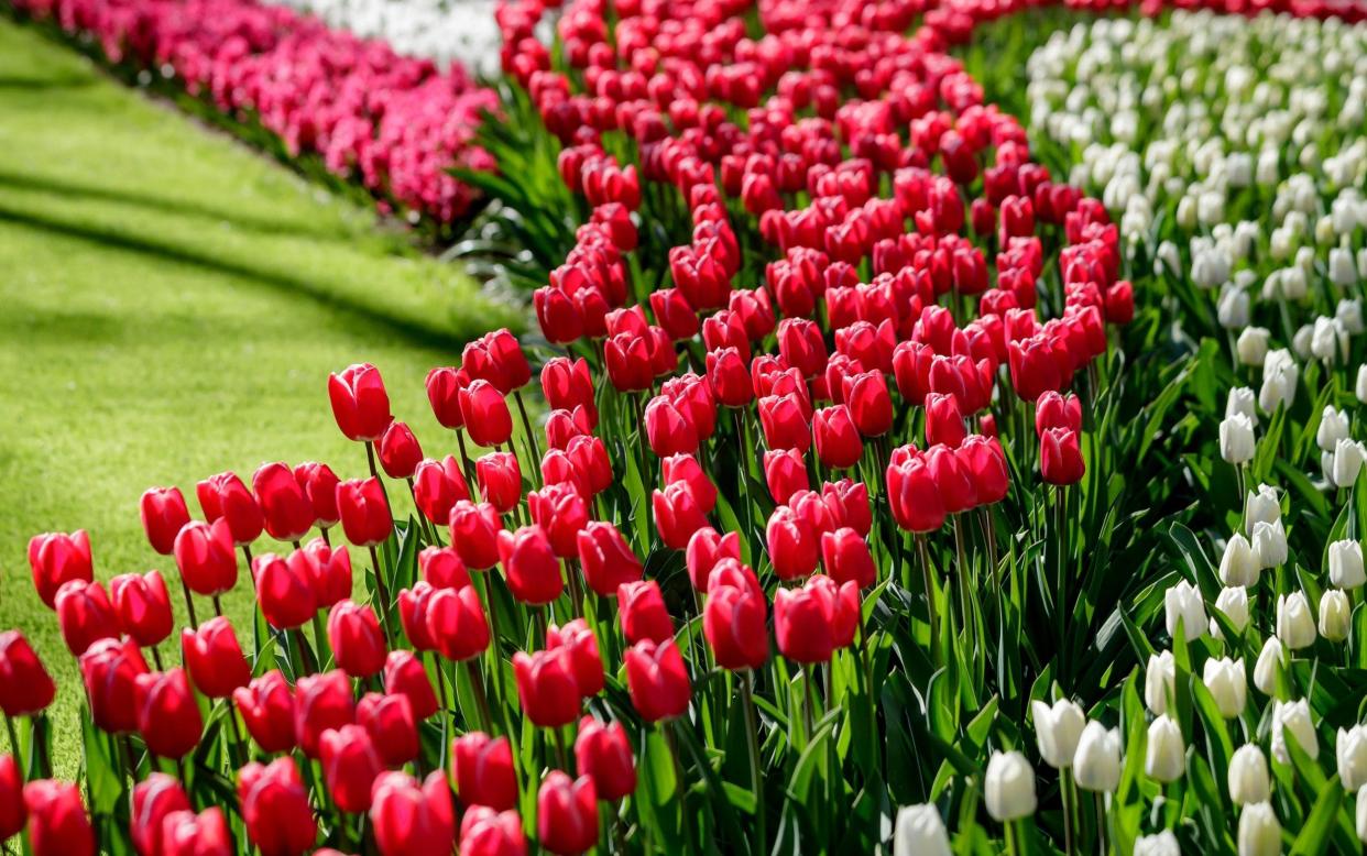 Tulips in full bloom at the Keukenhof, the world's largest flower and tulip garden park in the Netherlands - Getty Images Europe