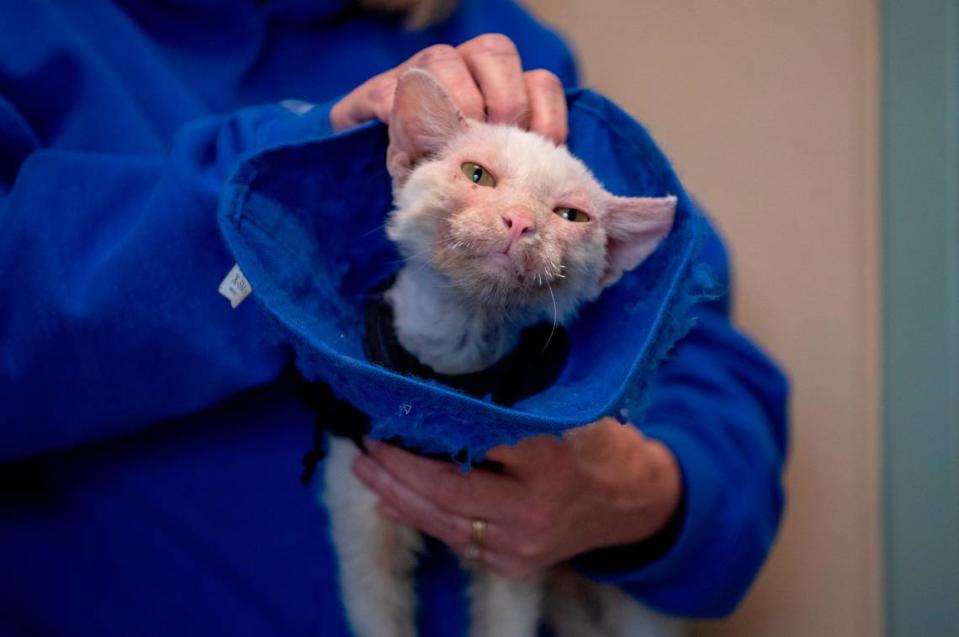 Alaska, a 3-year-old cat with skin conditions, will benefit from the thousands of dollars donated to Centre County PAWS as part of the Betty White Challenge.