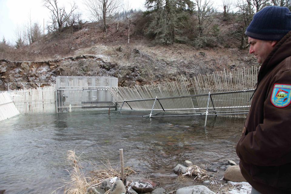 In this photo taken on Tuesday Feb. 4, 2014, Hood River hatchery coordinator Chris Brun looks at the weirs recently installed to catch salmon and steelhead returning to the hatchery to spawn in Parkdale, Ore. Critics say an influx of artificially hatched fish in the Columbia River basin is masking the fact that wild populations are barely hanging on and nowhere close to being recovered. (AP Photo/Gosia Wozniacka)