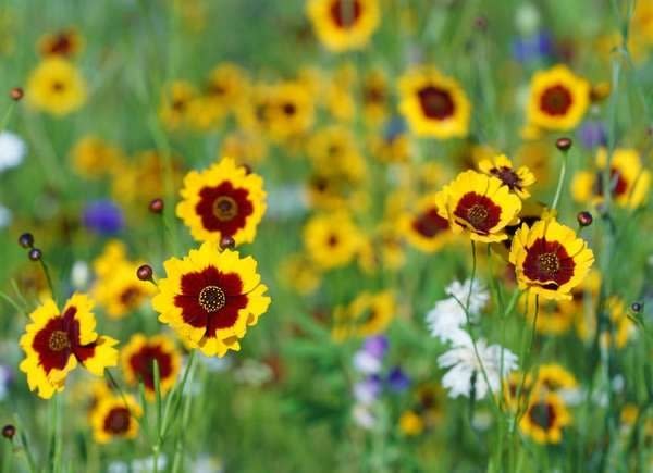 Coreopsis aka Tickseed