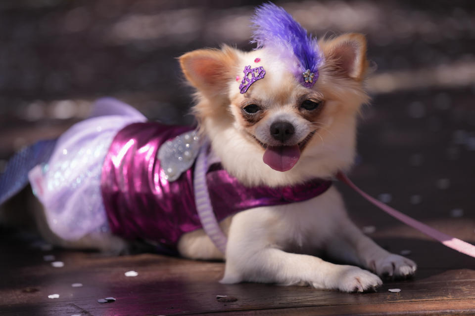 A dog named Alana rests during the "Blocao" dog Carnival parade in Rio de Janeiro, Brazil, Saturday, Feb.10, 2024. (AP Photo/Silvia Izquierdo)