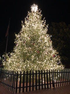 The Norway Spruce tree selected for Charlottesville's Grand Illumination lit up by the Downtown Mall in Charlottesville.