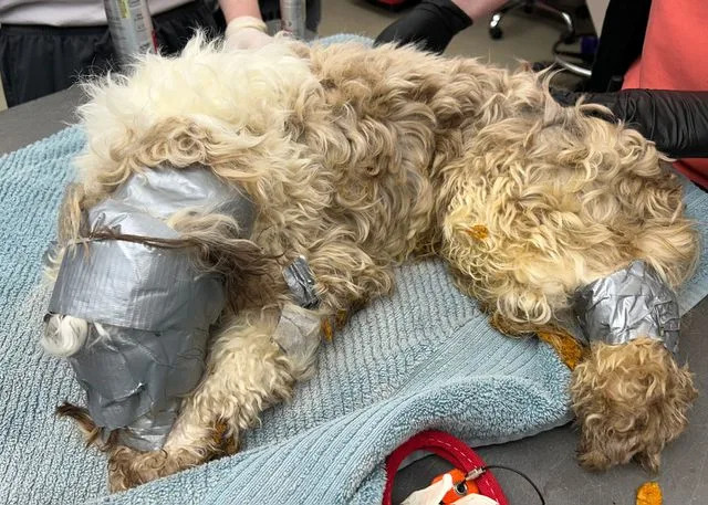 <p>Nebraska Humane Society</p> Leo the dog before employees at the Nebraska Humane Society removed the duct tape covering his fur