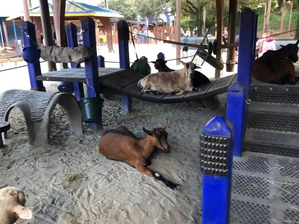 Goats have it made in the shade in Affection Section at Disney's Animal Kingdom.