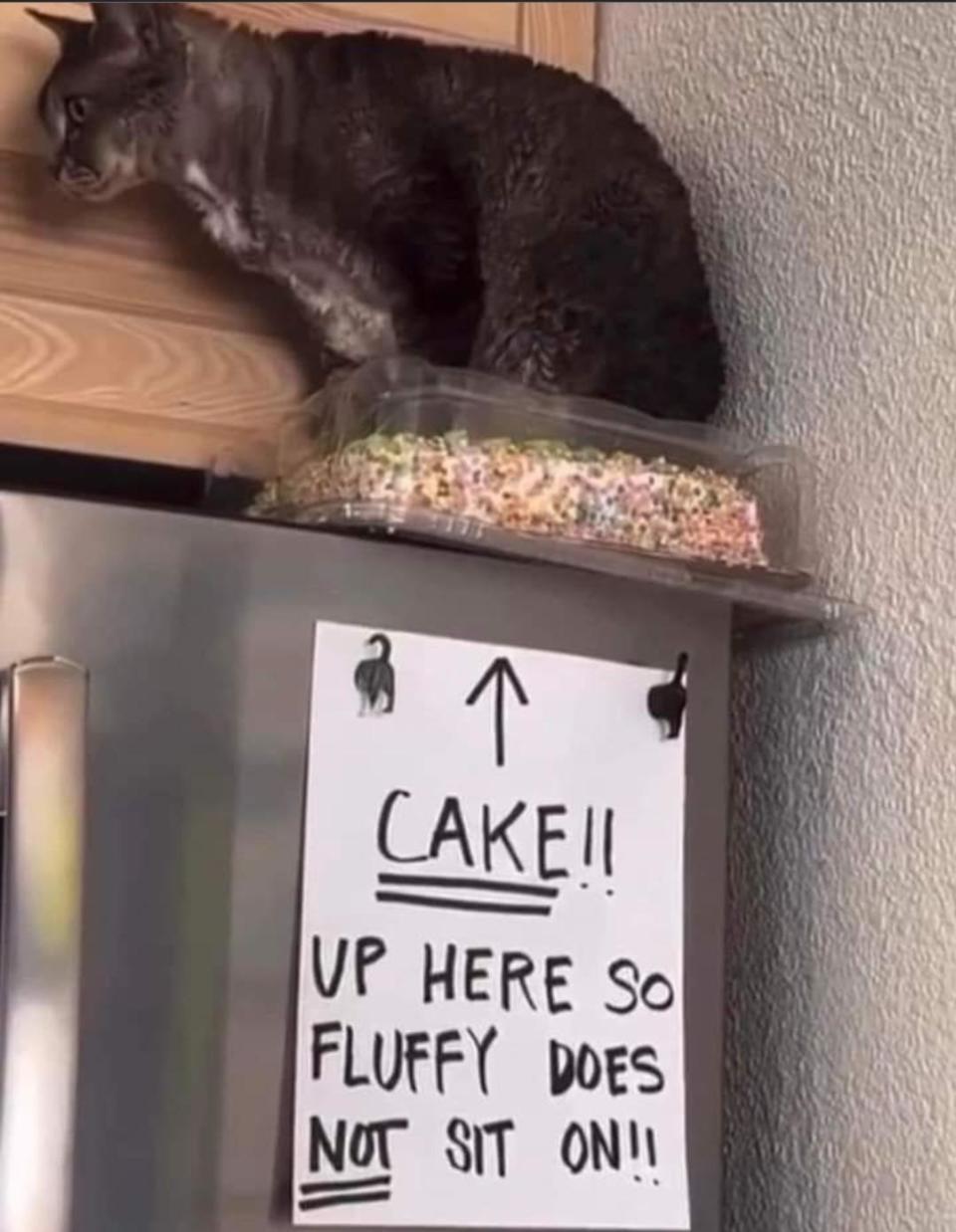 Cat sitting on top of a cake, which is on top of a fridge that has a sign with an arrow pointing up that says, "Cake!! Up here so Fluffy does NOT sit on!!"