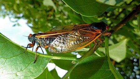 Discover the Secret of the 17-Year Cicada, But It Won t Get You Tenure