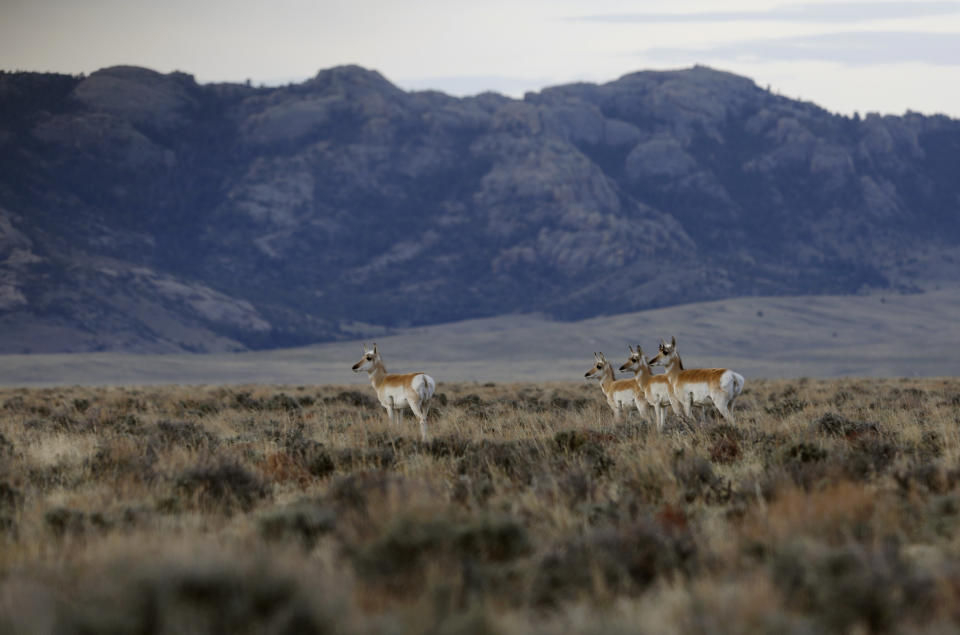 Pronghorn walk through the sage in the early morning in April near Dry Creek in southern Natrona County. Wyoming is the least-populated state in the country, with 585,000 residents.