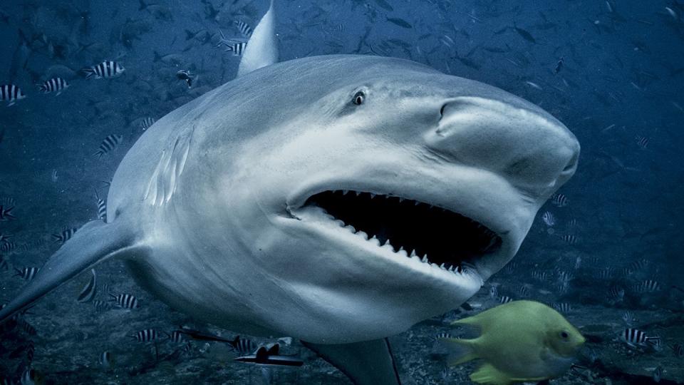 Stock photo of a bull shark. A Pennsylvania woman is dead after a shark attacked her during a snorkeling excursion in the Bahamas, officials said.