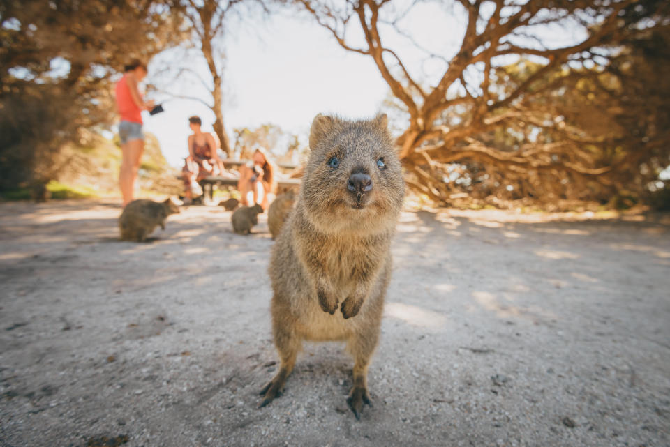 Quokkas on Rottnest Island near Perth, Australia