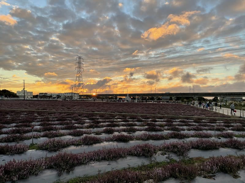 2020 桃園仙草花節