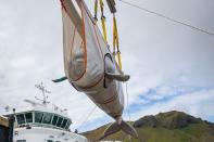 <p>"Petite blanche" et "Petite grise", deux femelles bélugas de 900 kilos chacune mesurant quatre mètres de long, peuvent désormais nager librement dans une baie d'un peu plus de 30.000 mètres carrés en Islande.</p>