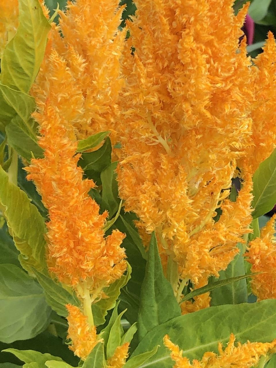 Celosia