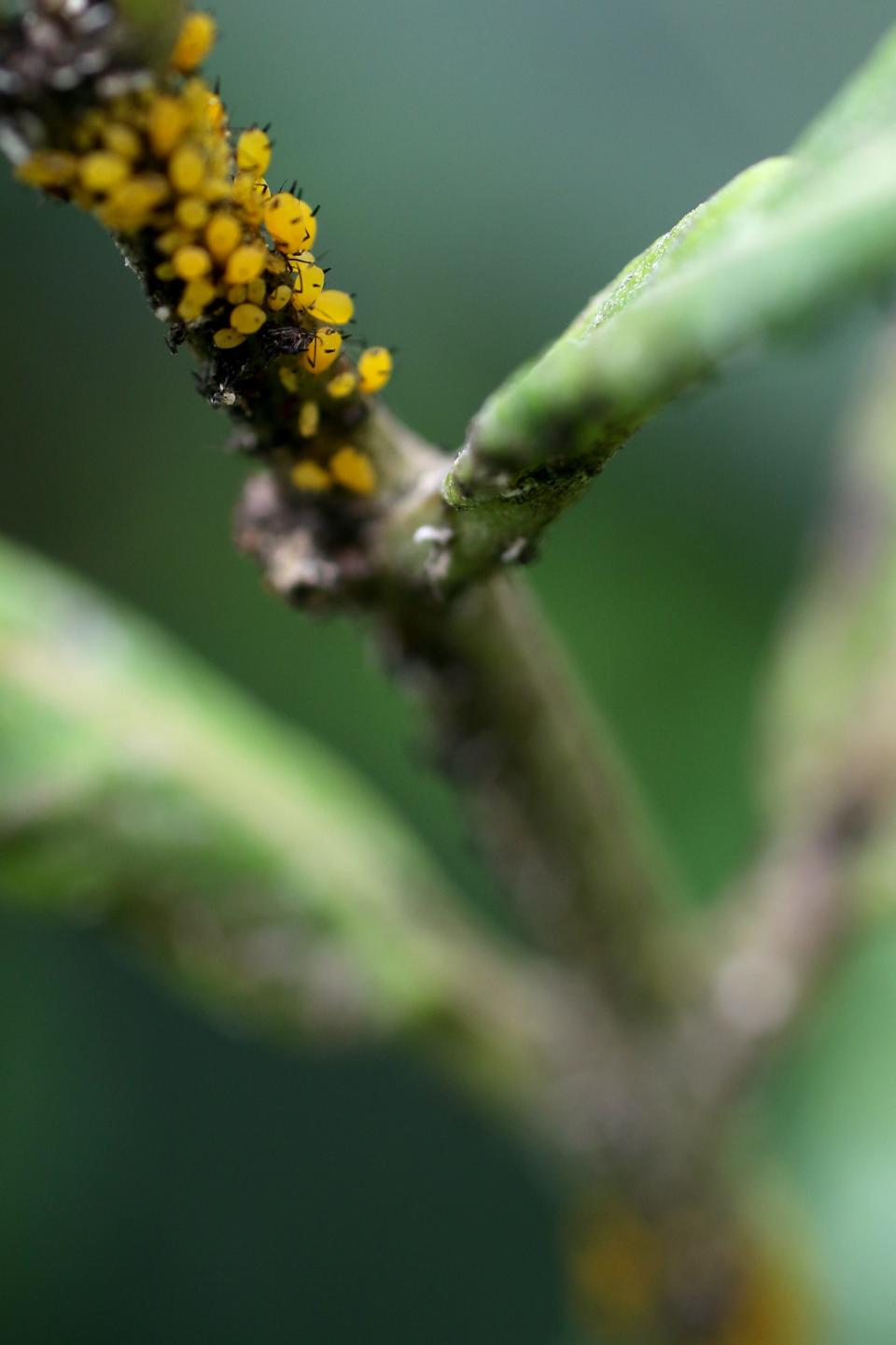 Milkweed aphids are shown on a plant.