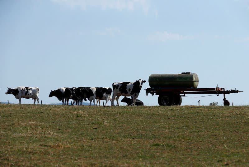 FILE PHOTO: Cattle graze in a field near Frankenberg