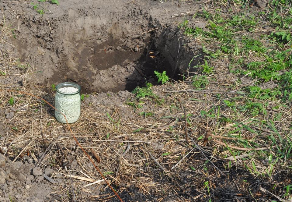 A container of ammonium nitrate fertilizer being used for planting fruit trees. (Photo: Lex20 via Getty Images)