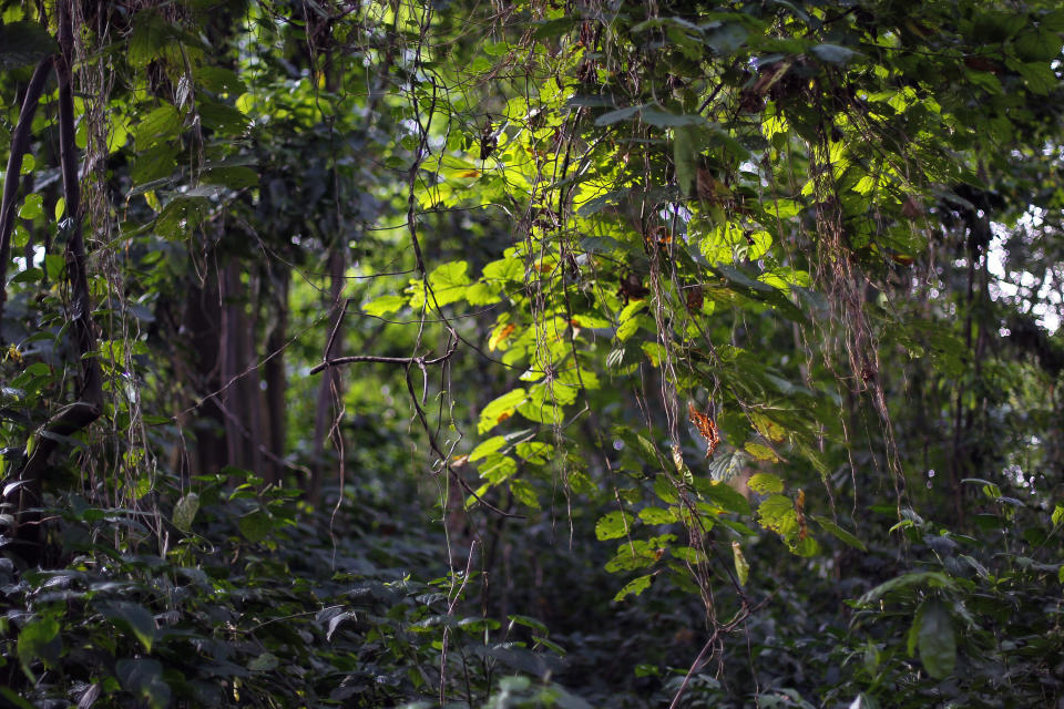 In this picture taken Wednesday Aug. 11, 2012, light streaks through the thick canopy of 30-meter-high (100-feet-high) trees in the Virunga National Park near Rumangabo, some 60 kms (40 miles) north of Goma, eastern Congo. Virtually every rebellion that has confronted Congo in the past 30 years has started in Virunga, Africa’s oldest national park created under Belgian rule in 1925.Virunga now has about a quarter of the world’s remaining 790 mountain gorillas, with the others concentrated in parks in neighboring Rwanda and Uganda. But now Virunga faces a threat that conservationists fear could be one battle too many for the park: oil exploration.(AP Photo/Jerome Delay)