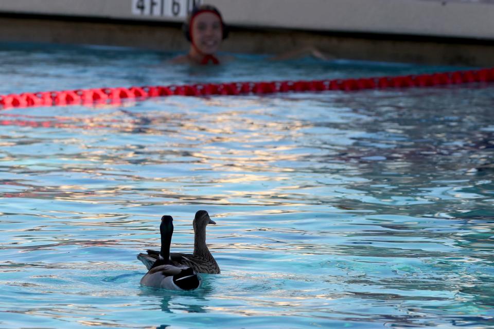 Ducks float in the pool briefly during the CIF-SS Division 2 round one water polo playoff game against Palm Desert High and Northwood in Palm Desert, Calif., on Tuesday, Oct. 31, 2023.