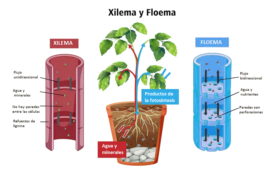 Cavitación. Cuando están fotosintetizando, las plantas pierden agua de sus hojas por evaporación. El agua se transporta desde las raíces en tubos estrechos, los vasos del xilema, cada uno lleno de una columna continua de agua. A medida que cada molécula de agua se evapora, atrae a la siguiente molécula, que atrae a la siguiente, como cuando se absorbe una bebida con una pajita. Cuando la evaporación de las hojas es mayor, o la planta no puede extraer fácilmente el agua de sus raíces porque el suelo está demasiado seco, la columna de agua puede romperse, formando una burbuja en el tubo.