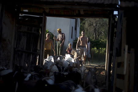 Members of the group of 22 people, newly settled in the village of Odrintsi, Bulgaria, walk behind their flock of goats, August 10, 2015. REUTERS/Stoyan Nenov